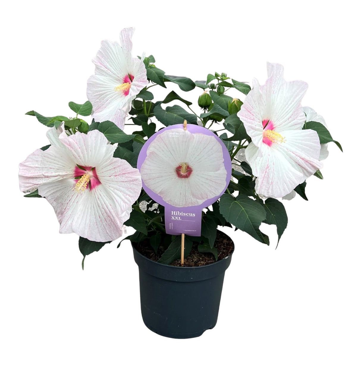 Hibiscus XXL blanc - plante fleurie d'extérieur