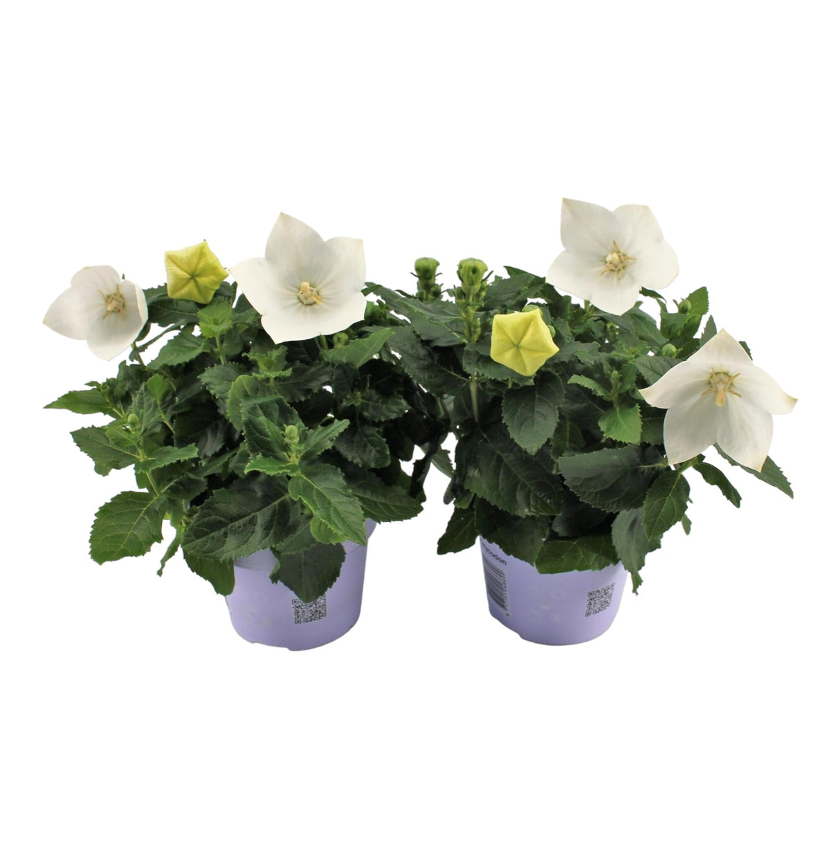 Platycodon blanc - plante fleurie balcon