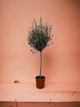 Olivenbaum - Stamm Olea Europaea