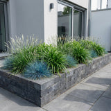 Pack Balcon Soleil & Mi-Ombre Bleu & Vert - 18 plantes — photo 5