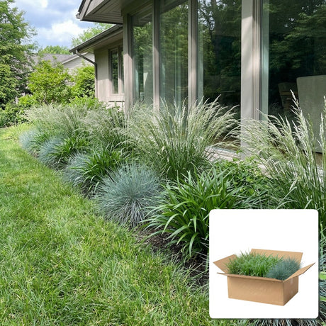 Pack jardin - composition prête à planter