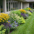 Pack Massif Plein Soleil Jaune & Bleu - 30 plantes — photo 2