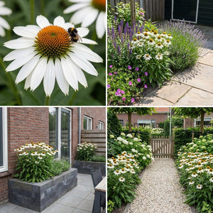 Pack Massif Plein Soleil Rose & Blanc - 30 plantes — photo 9