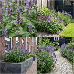 Pack Massif Plein Soleil Violet & Bleu - 30 plantes — photo 7