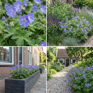 Pack Massif Plein Soleil Violet & Bleu (Stipe Cheveux D'Ange) - 30 plantes — photo 6