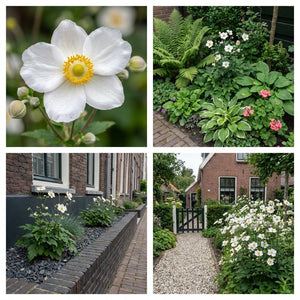 Pack Massif Soleil & Mi-Ombre Blanc - 30 plantes — photo 10