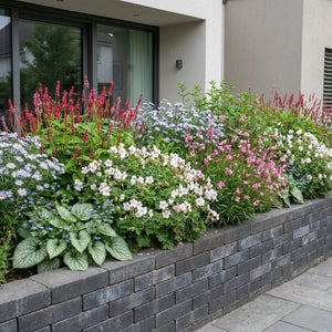 Pack Massif Soleil & Mi-Ombre Rose & Blanc & Bleu - 30 plantes — photo 5