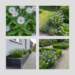 Pack Massif Soleil & Mi-Ombre Rose & Blanc & Bleu - 30 plantes — photo 8