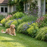 Pack Massif Soleil & Mi-Ombre Rose & Jaune - 30 plantes — photo 5
