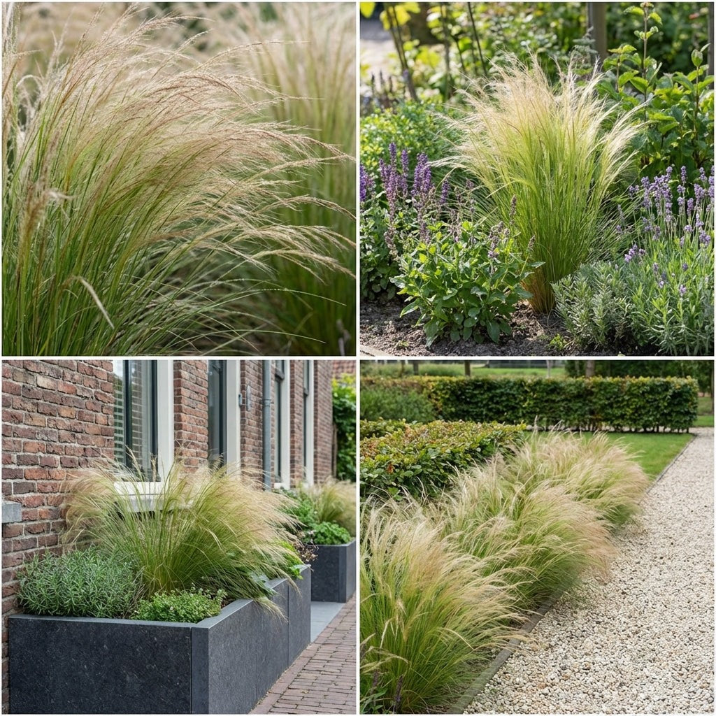 Pack Massif Soleil & Mi-Ombre Rose & Violet - 30 plantes — photo 6