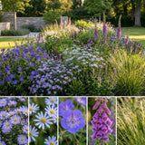 Pack Massif Soleil & Mi-Ombre Violet & Bleu - 30 plantes — photo 3
