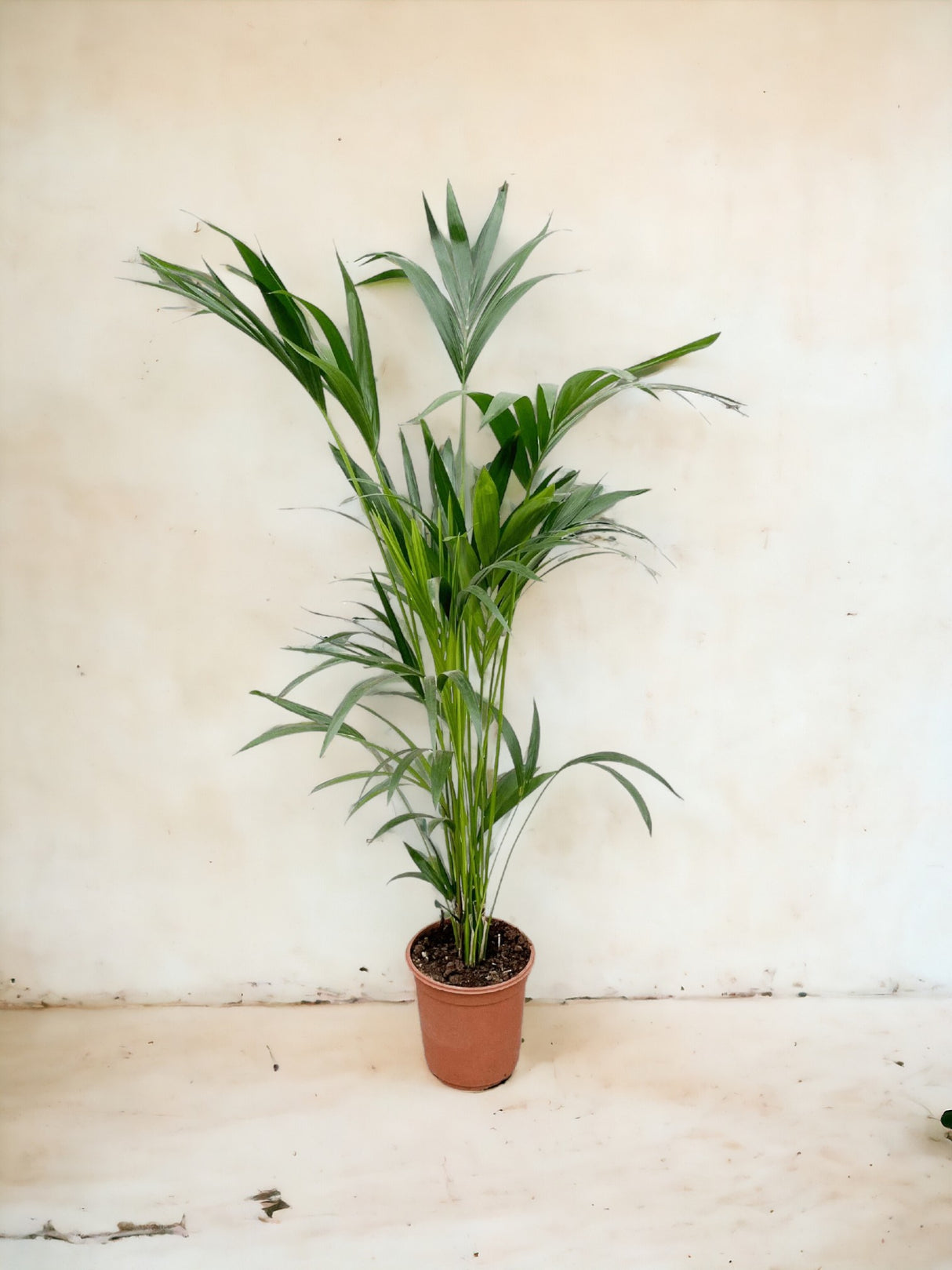 Large Kentia - Without flowerpot