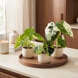 Baby Alocasia Tricolour Variegata - lot de 3 mini plantes