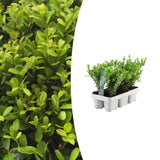 Houx du Japon Jenny en mini-pot - 6 plants - H 15 cm, pot Ø7 cm