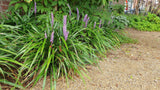 Liriope Ingwersen en godet - Liriope muscari - H 10-25 cm, pot Ø9 cm - photo 6