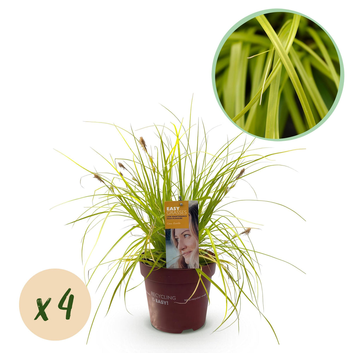 Carex Everillo - 4 plants - H 50 cm, pot Ø17 cm