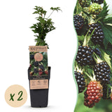 Mûrier sans épines Thornless Evergreen - Ronce laciniée - H 50 cm, pot Ø15 cm