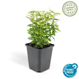 Fusain Emerald 'n' Gold en godet - Euonymus fortunei - H 10-25 cm, pot Ø9 cm - photo 4
