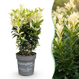 Kit haie Fusain du Japon Paloma Blanca - H 20-30 cm, pot Ø9 cm