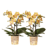 Orchidées Phalaenopsis jaunes Blossom Lima - lot de 2 - pot Ø9 cm