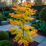 Érable du Japon Orange Dream - Acer palmatum - H 70 cm, pot Ø19 cm