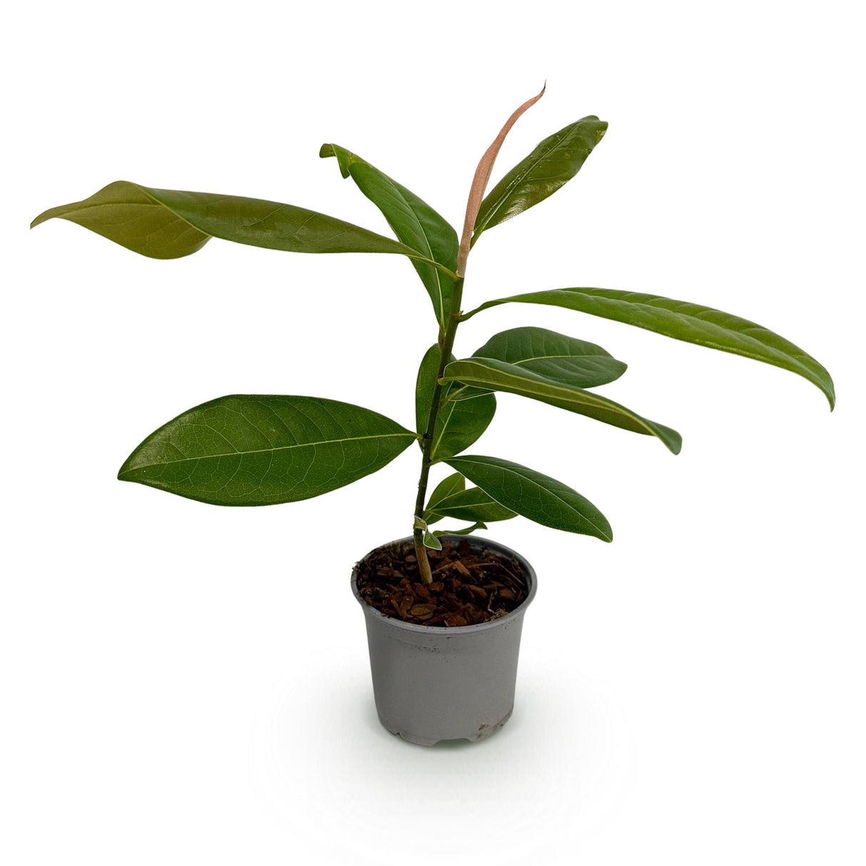Magnolia grandiflora – Lot de 1 – Pot 12 cm – Hauteur 30 cm