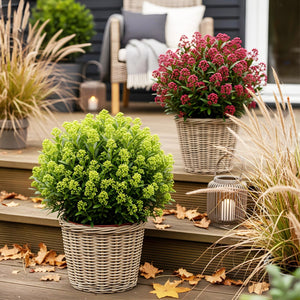 Skimmia japonica Duo – Lot de 2 – Pot 19 cm – Hauteur 60 cm