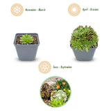 Vivaces alpines en mélange - H 10-12 cm, pot Ø7 cm