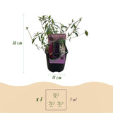Arbre aux papillons Tricolour - Buddleja davidii - H 30 cm, pot Ø17 cm