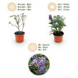 Buddleia Butterfly Candy Little Lila - H 20-25 cm, pot Ø12 cm