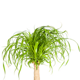 Beaucarnea Recurvata - Tronc avec cache-pot