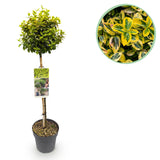 Fusain Emerald'n Gold sur tige - Euonymus fortunei - H 90 cm, pot Ø19 cm