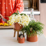 Orchidée Phalaenopsis jaune Botanic Yellow - H 20 cm, pot Ø9 cm