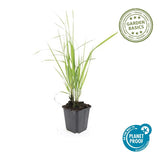 Calamagrostis Karl Foerster en godet - Calamagrostis x acutiflora - H 10-25 cm, pot Ø9 cm - photo 4