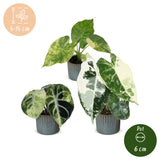 Baby Alocasia Tricolour Variegata avec cache-pots Linnea bleu brume - lot de 3 mini plantes