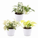 Pothos tricolore avec cache-pots blancs - Epipremnum - lot de 3