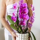 Orchidée Phalaenopsis violette Niagara Fall Free Ride