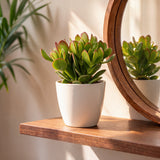 Arbre de jade avec cache-pots blancs - Crassula ovata - lot de 4