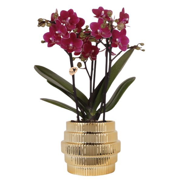Orchidée Phalaenopsis violette Chamonix avec cache-pot Allure doré