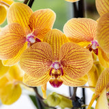 Orchidée Phalaenopsis orange et rose Niagara Fall Sunny Bunny