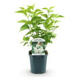 Lilas Madame Lemoine - H 45 cm, pot Ø17 cm