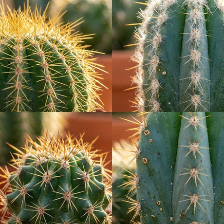 Mini cactus mix – Pots terracotta