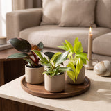 Baby Philodendron - Pink Princess, White Princess et Neon - lot de 3