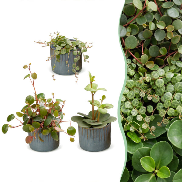 Baby Peperomia avec cache-pots Linnea bleu brume - Hope, Pepperspot et prostrata - lot de 3