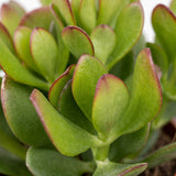 Arbre de jade avec cache-pots blancs - Crassula ovata - lot de 4
