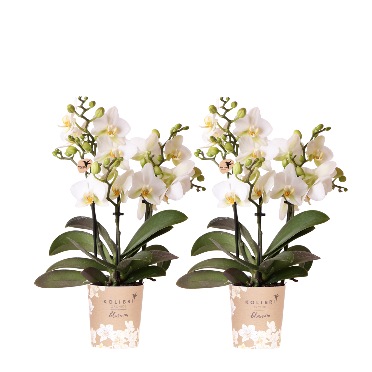 Orchidées Phalaenopsis blanches Blossom Lausanne - lot de 2 ou 4 - pot Ø9 cm