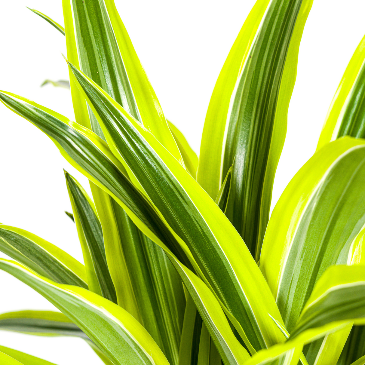 Dracaena Lemon Lime avec cache-pot