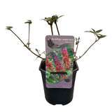 Arbre aux papillons Flower Power - Buddleja davidii - 3 plants - H 30 cm, pot Ø17 cm