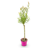 Saule crevette Flamingo - H 70-80 cm, pot Ø17 cm