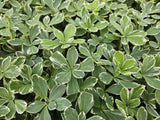 Pachysandra Variegata en godet - Pachysandra panaché - H 10-25 cm, pot Ø9 cm - photo 6
